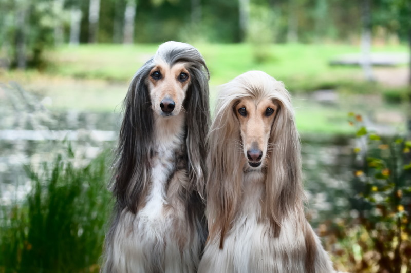 Afghaanse windhond