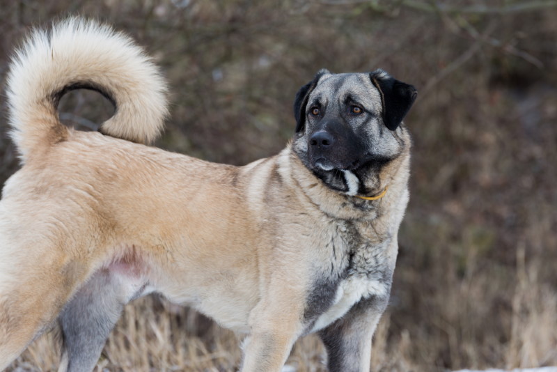 Anatolische herder
