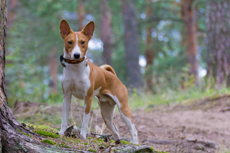Basenji