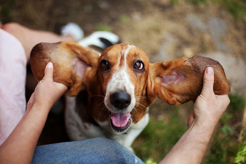 Basset hond