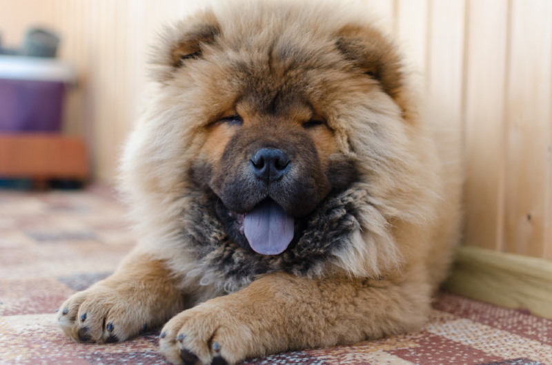 Chow Chow (2)