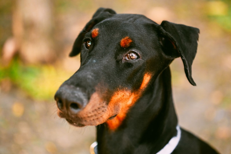 Dobermann