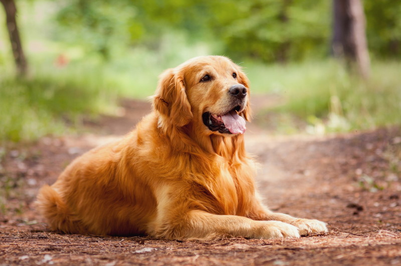 Golden Retriever (2)