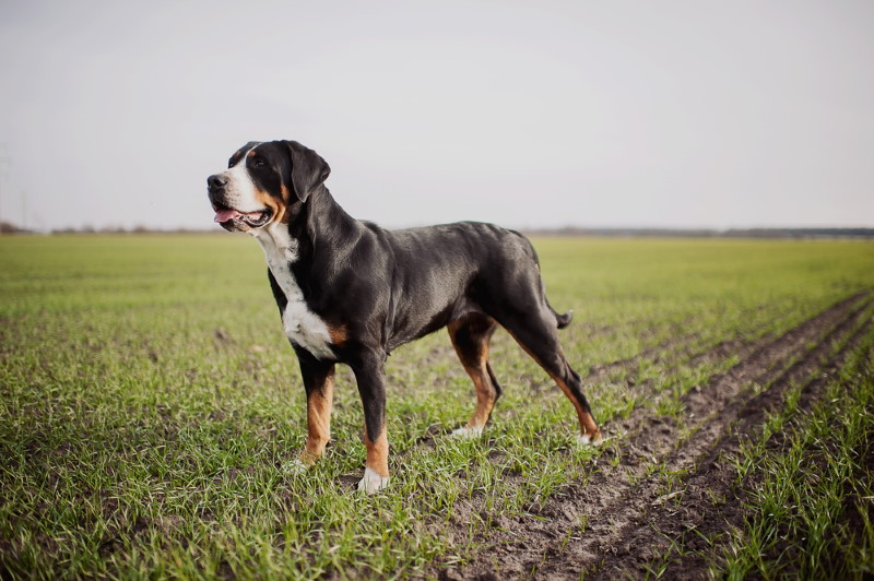 Grote Zwitserse sennenhond