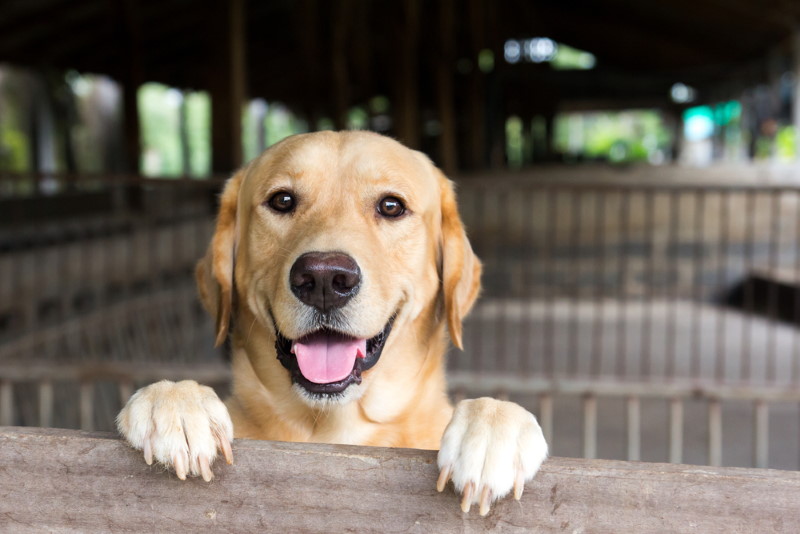 Labrador (2)
