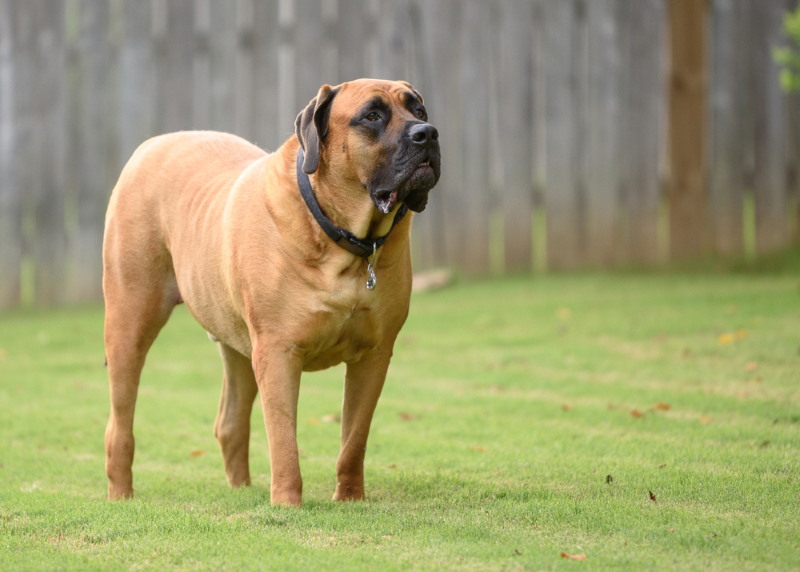 Mastiff