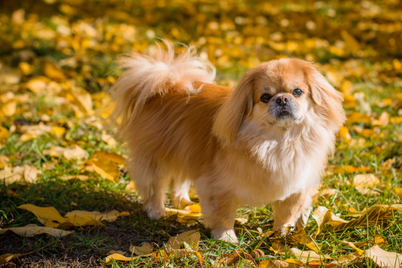 Pekingees