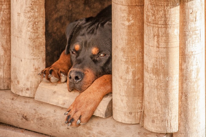 Rottweiler