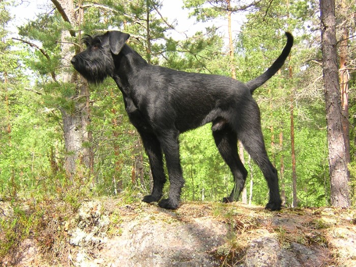 Schnauzer grote