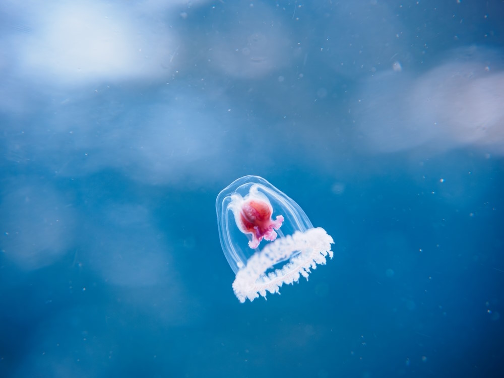 Turritopsis nutricula Turritopsis nutricula