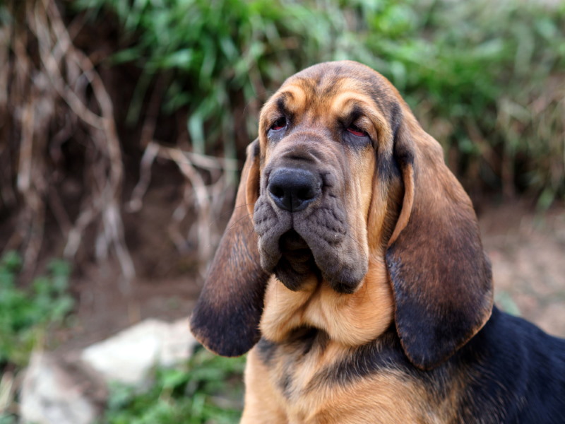 bloedhond