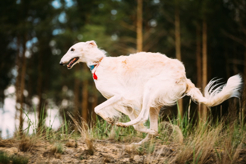 borzoi