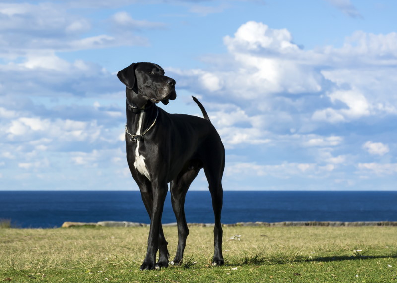 deense duitse dog