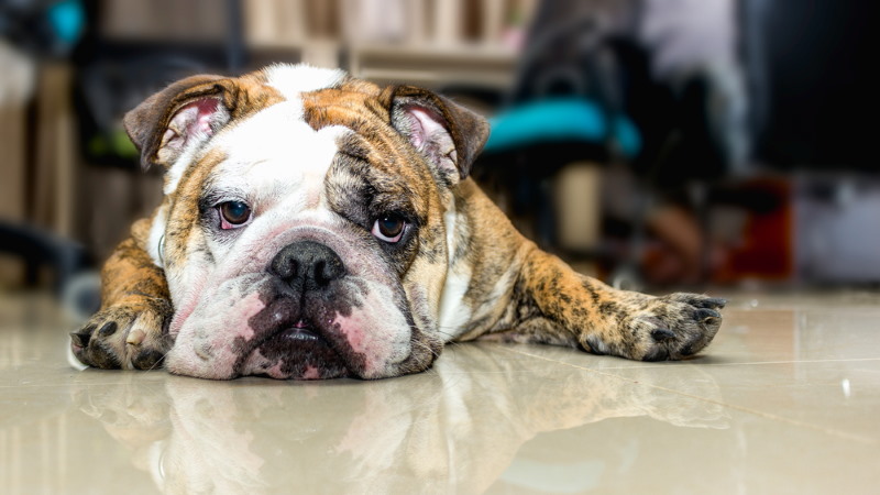 english bulldog