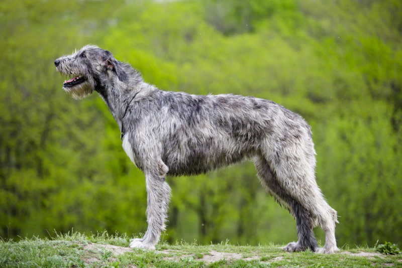 ierse wolfshond