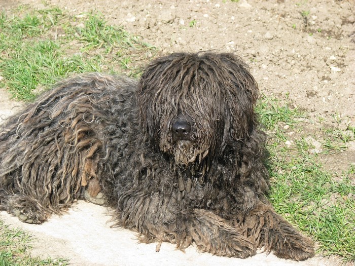 puli