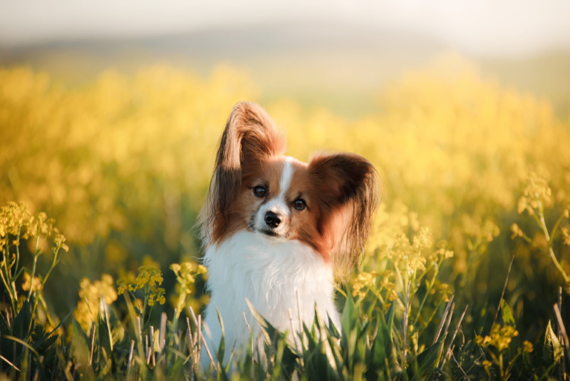vlinderhondje