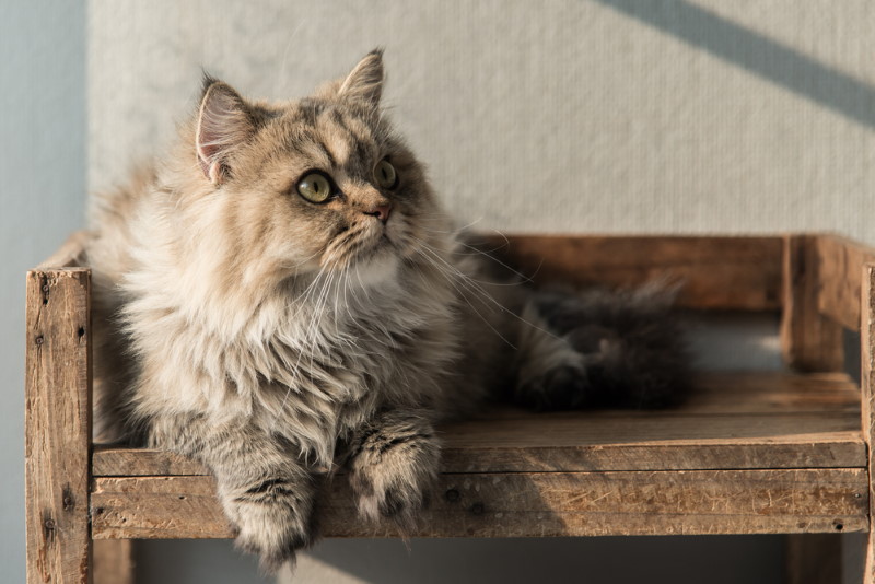 Pers kattenras