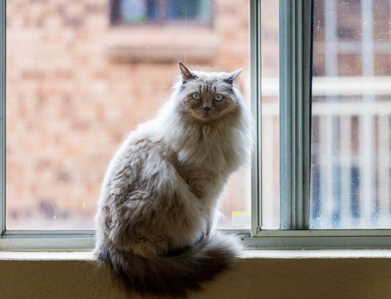 Ragdoll