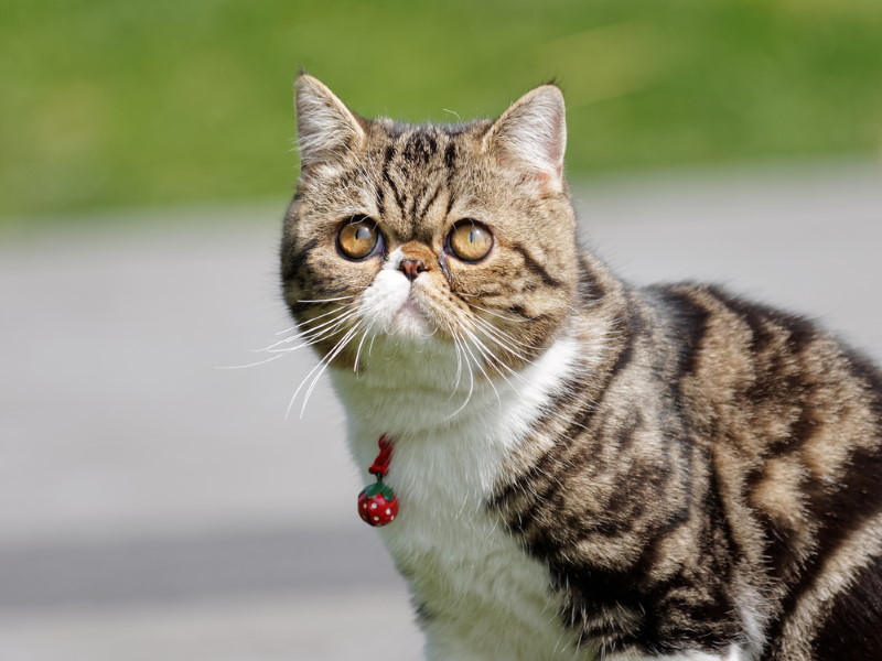 exotic kat