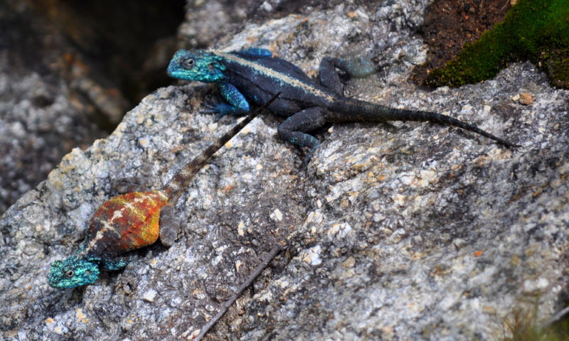 Agama atra