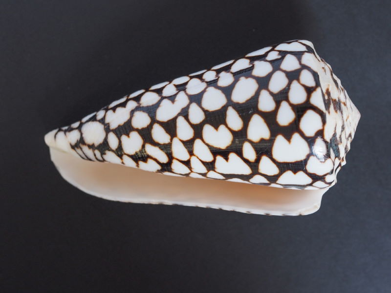 Conus marmoreus