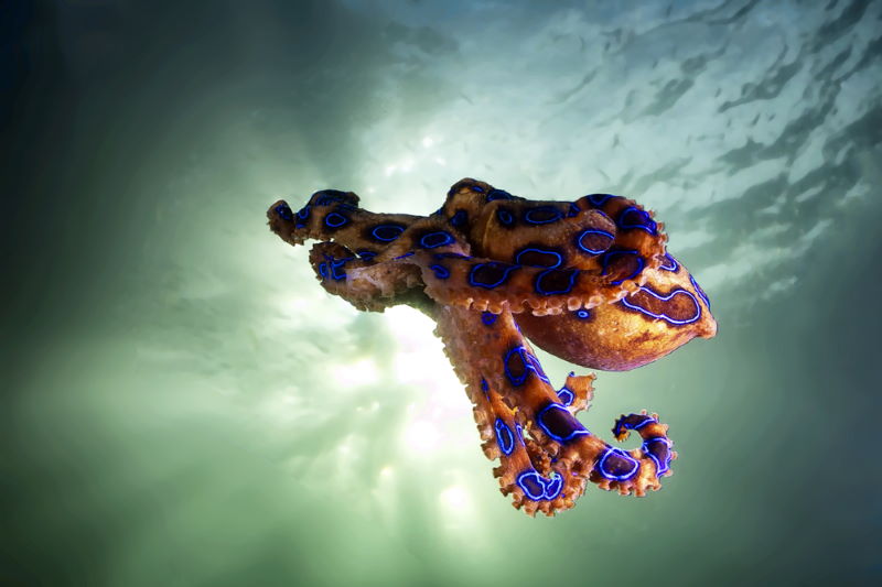 Hapalochlaena