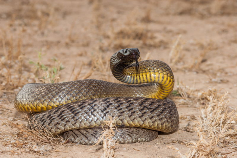Inlandtaipan
