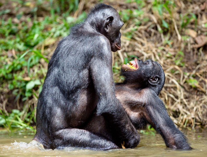 bonobo paren