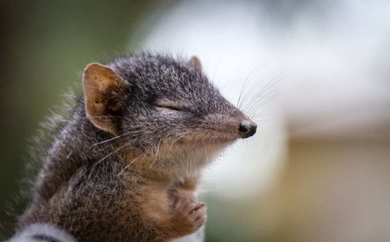 breedvoetbuidelmuis