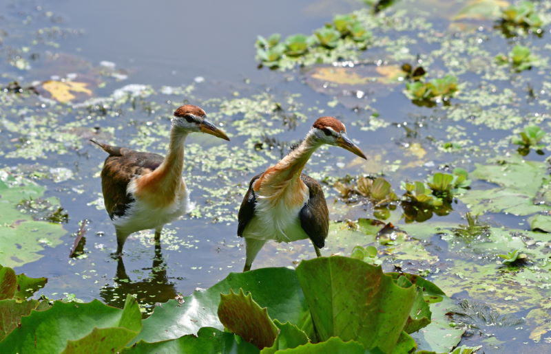 bronsvleugeljacana