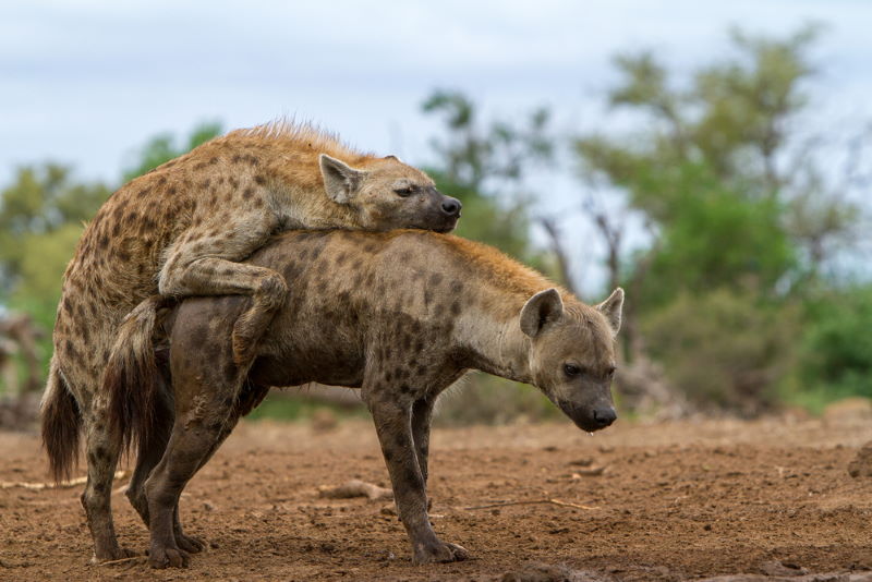 gevlekte hyena