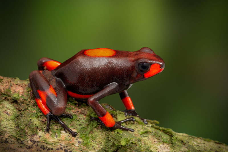 kogelvis