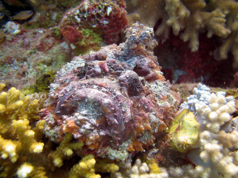 steenvis2