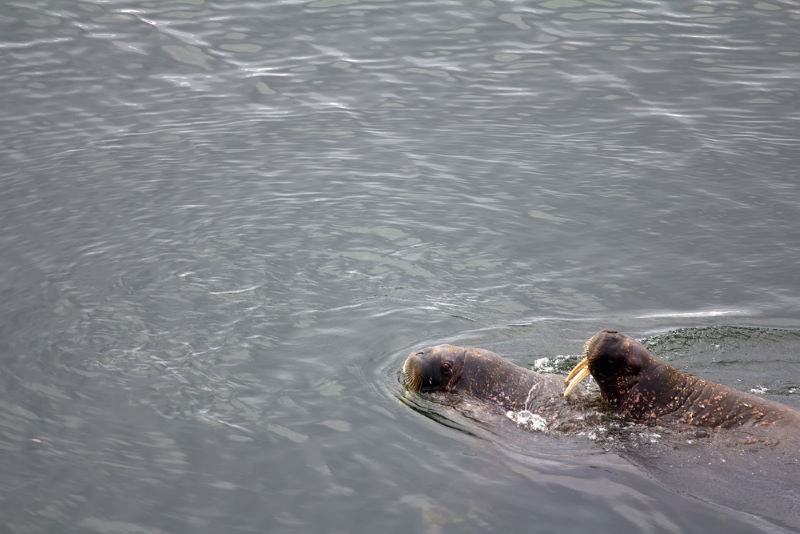 walrus