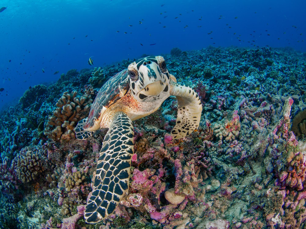 Rangiroa