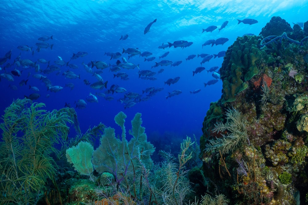 kaaiman