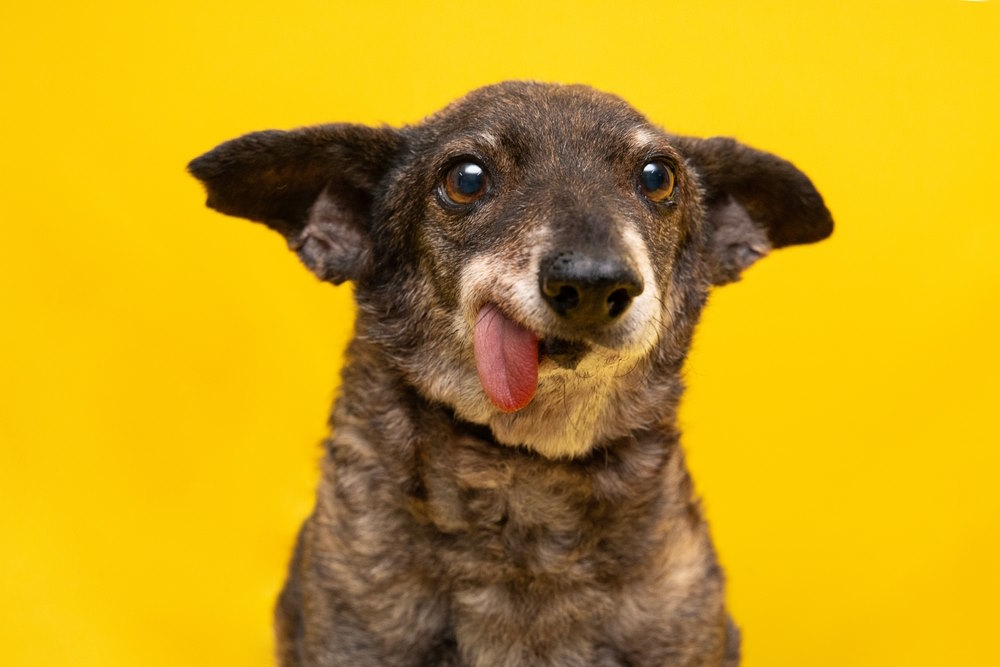 lelijke honden
