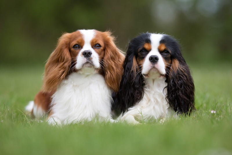 Cavalier King Charles Spanie