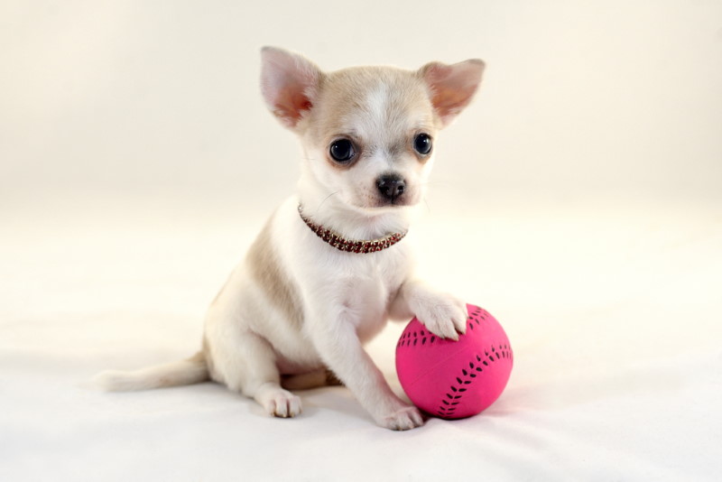 Chihuahua - kleinste hondenras