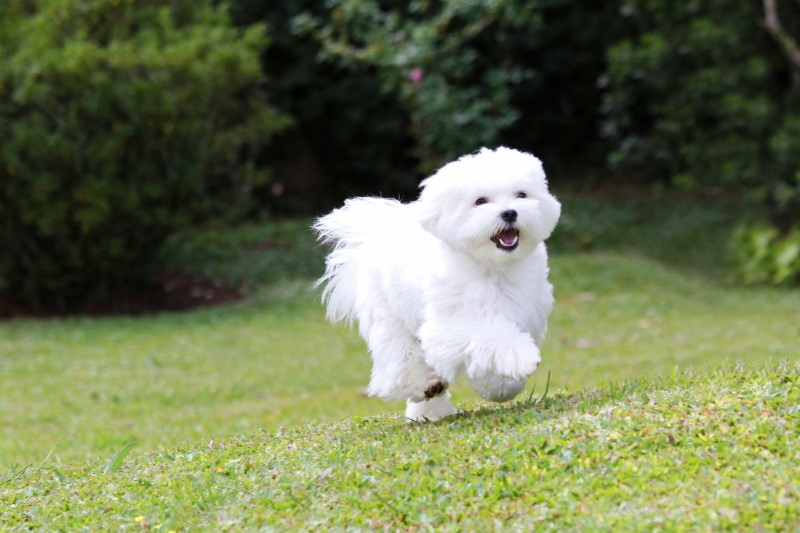 Maltezer