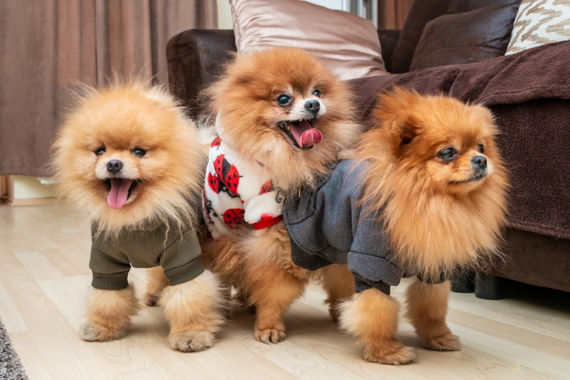 Pomeranian dwergkeeshond