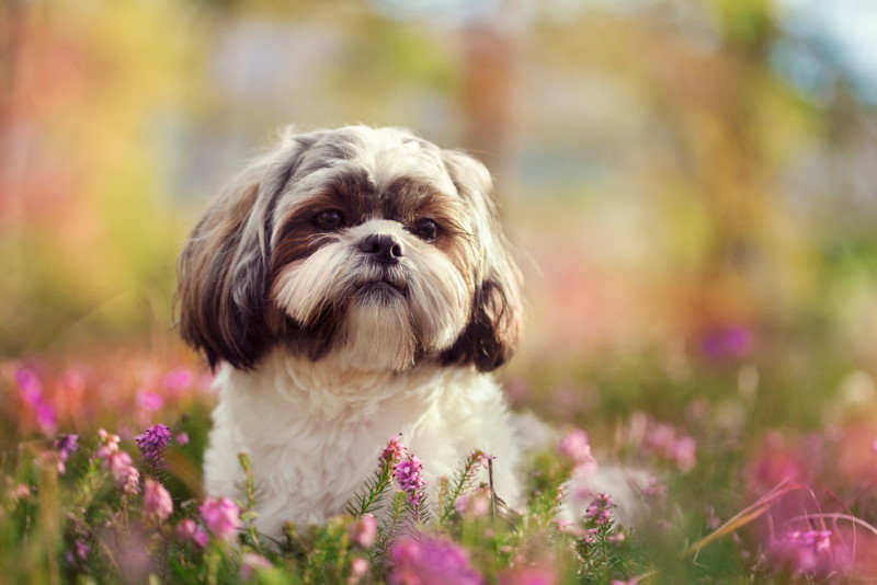 Shih Tzu 