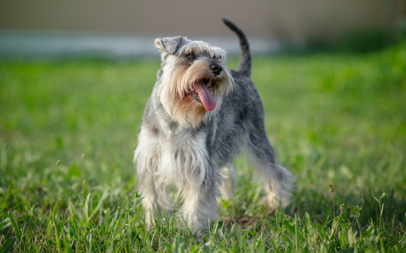 dwergschnauzer
