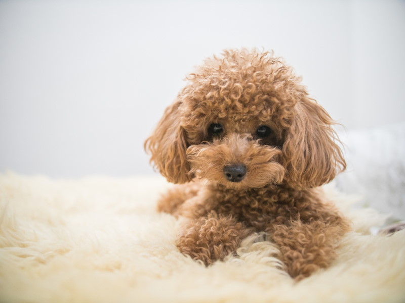 toypoedel