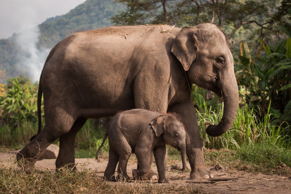 Aziatische olifant