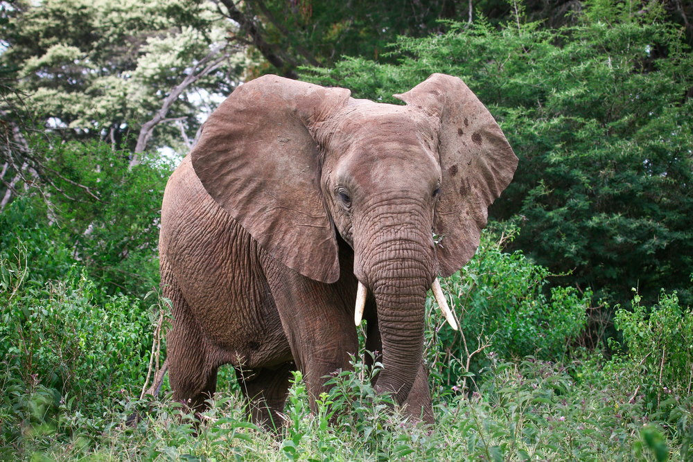 Bosolifant