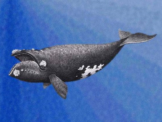 Eubalaena japonica grote oceaannoordkaper
