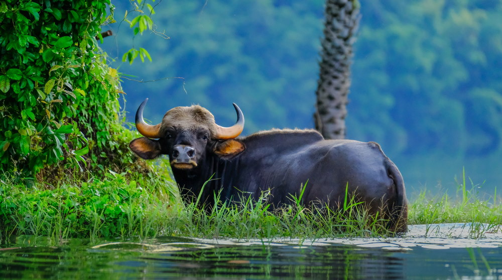 Gaur