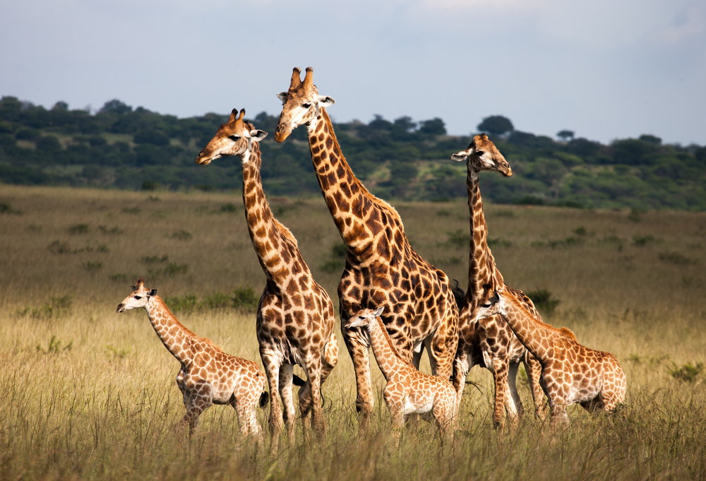 Giraffe